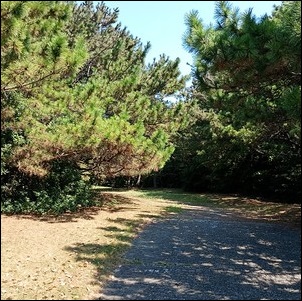 想い出の森