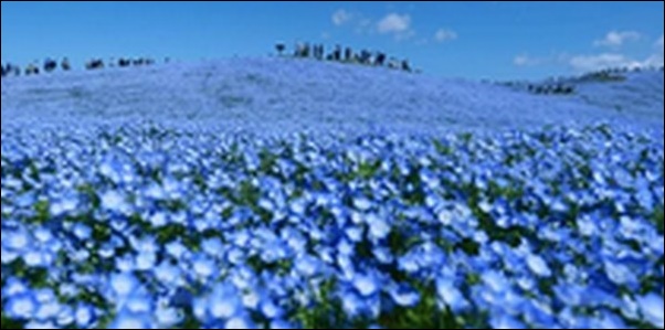 【土曜はナニする】茨城県ひたちなか市の魚市場 、干しイモ 公園が人気