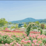 【ラヴィット】茨城の公園、銭湯、魚市場、水族館を紹介!