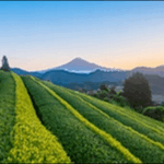 【朝だ生です旅サラダ】静岡浜松市のうなぎ、ラーメン、砂丘が人気