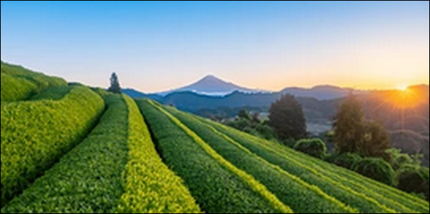 【朝だ生です旅サラダ】静岡浜松市のうなぎ、ラーメン、砂丘が人気