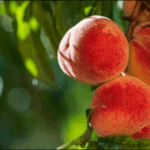 【朝だ生です旅サラダ】和歌山紀の川の桃が人気！農産物直売所の傑作