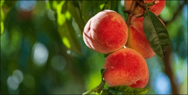 【朝だ生です旅サラダ】和歌山紀の川の桃が人気!農産物直売所の傑作