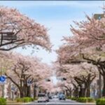【朝だ生です旅サラダ】茨城県の食材店、定食屋、公園が人気。
