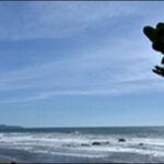 【朝だ生です旅サラダ】高知県中土佐町の鮮魚店とスイーツが人気