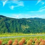 【朝だ生です旅サラダ】新潟県のそば、ラーメン、温泉、養鯉場を紹介