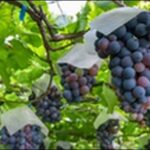 【朝だ生です旅サラダ】山梨県甲州市のワイナリー 、ぶどうの丘を紹介