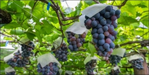 【朝だ生です旅サラダ】山梨県甲州市のワイナリー 、ぶどうの丘を紹介