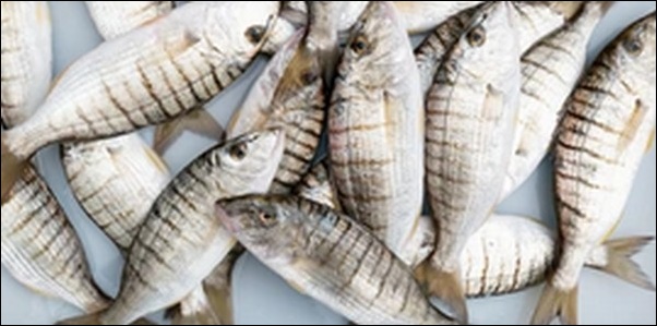 【朝だ生です旅サラダ】徳島県鳴門市「JF北灘さかな市」を紹介