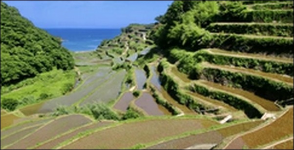 【うさぎとかめ】佐賀県の海鮮料理店と宿泊施設を紹介します。