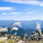 【よ~いドン】和歌山有田川のお土産店、高原、吊り橋が大人気です。