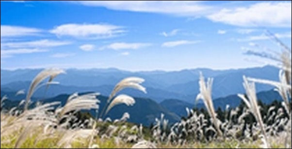 【よ~いドン】和歌山有田川のお土産店、高原、吊り橋が大人気です。