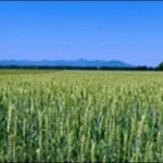 【朝だ生です旅サラダ】北海道の寿司店、牧場、焼肉店、ワイナリー、スポーツセンター、和菓子店を紹介します。