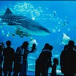 【土曜はナニする】静岡県水族館「伊豆三津シーパラダイス」を紹介