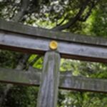 【帰れマンデー見っけ隊】千葉県うなぎ屋、神社、和菓子屋、和食店