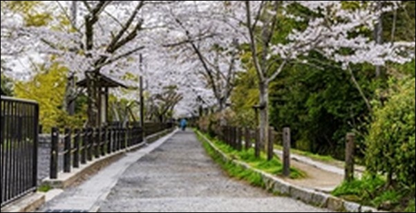 【朝だ生です旅サラダ】京都府の寺、農園、博物館、和菓子店、和食店