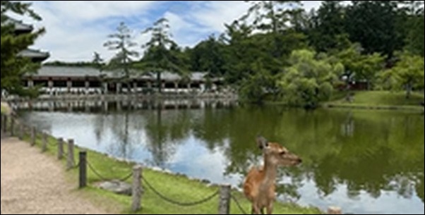 【よ～いドン】奈良県吉野お勧めスポット3選！人々を魅了する地域