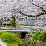 【土曜のあさはほめるちゃん】京都市上京区お勧めスポット5選!